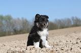 CHIEN FINNOIS DE LAPONIE 029